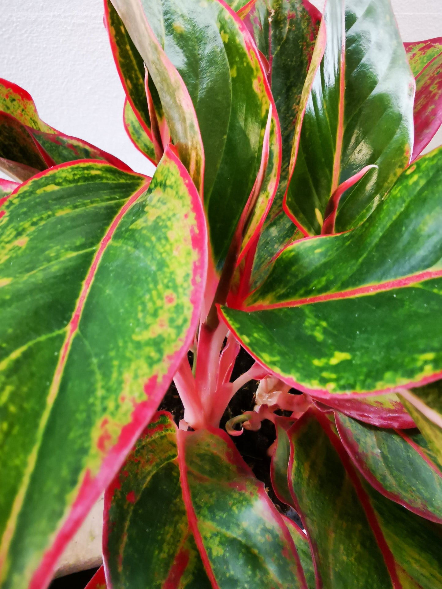 Aglaonema Crete - De Plantrekkers - De Plantrekkers