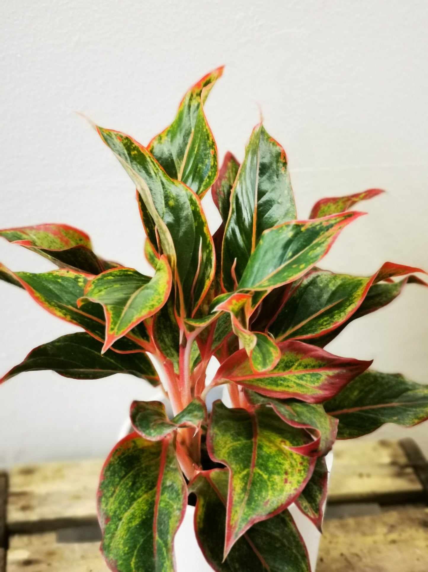Aglaonema Crete - De Plantrekkers - De Plantrekkers
