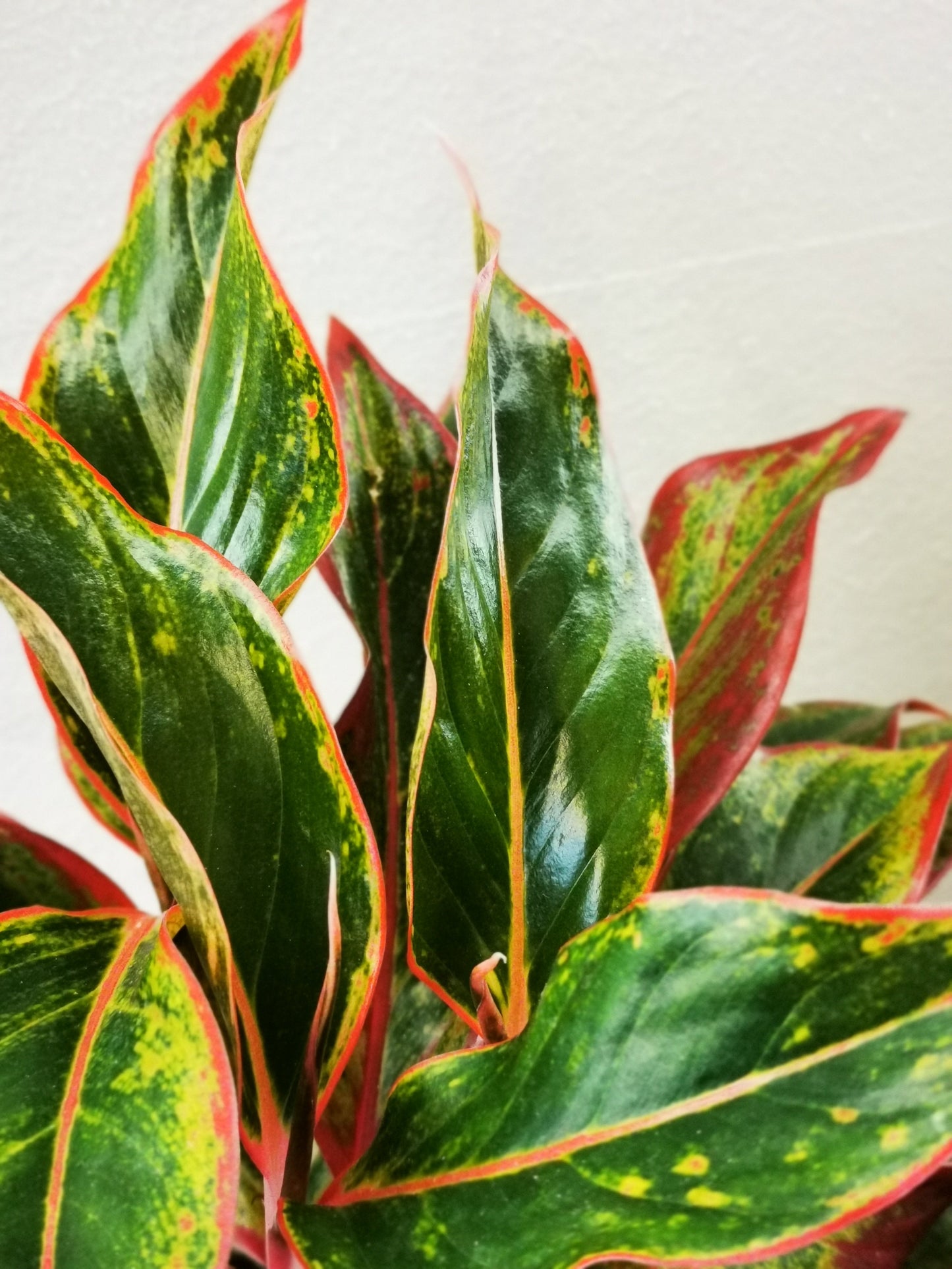 Aglaonema Crete - De Plantrekkers - De Plantrekkers