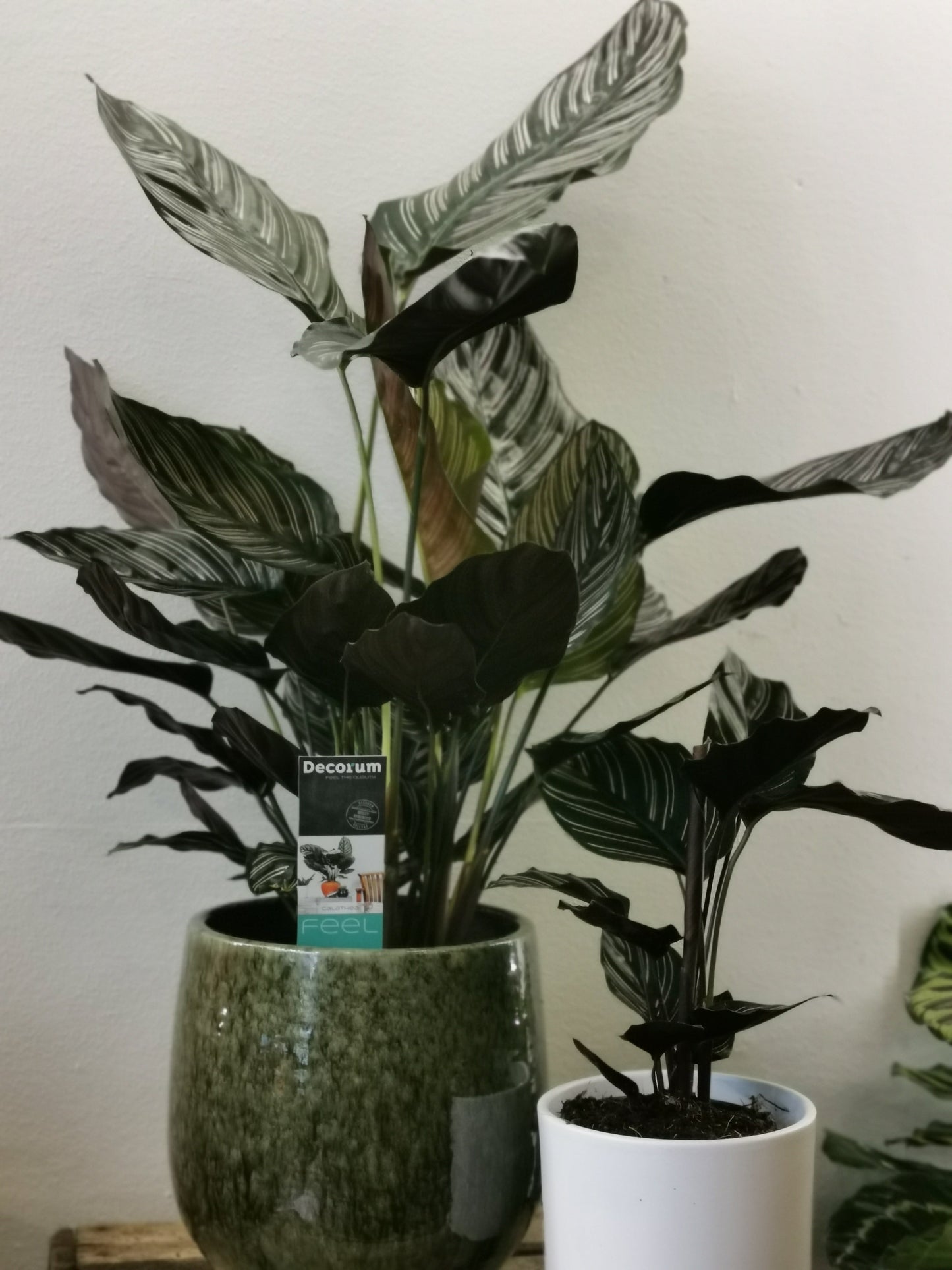 Calathea Sanderiana - De Plantrekkers - De Plantrekkers
