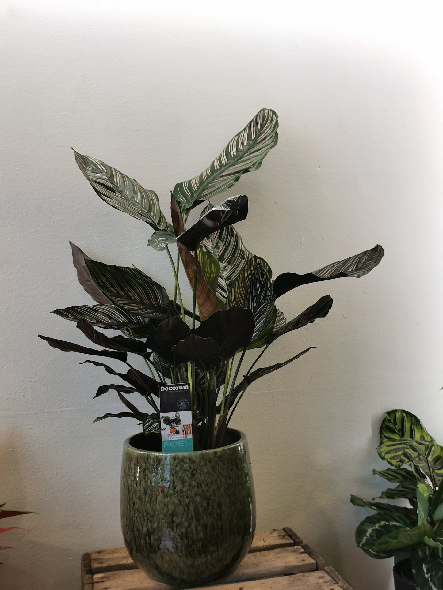 Calathea Sanderiana - De Plantrekkers - De Plantrekkers