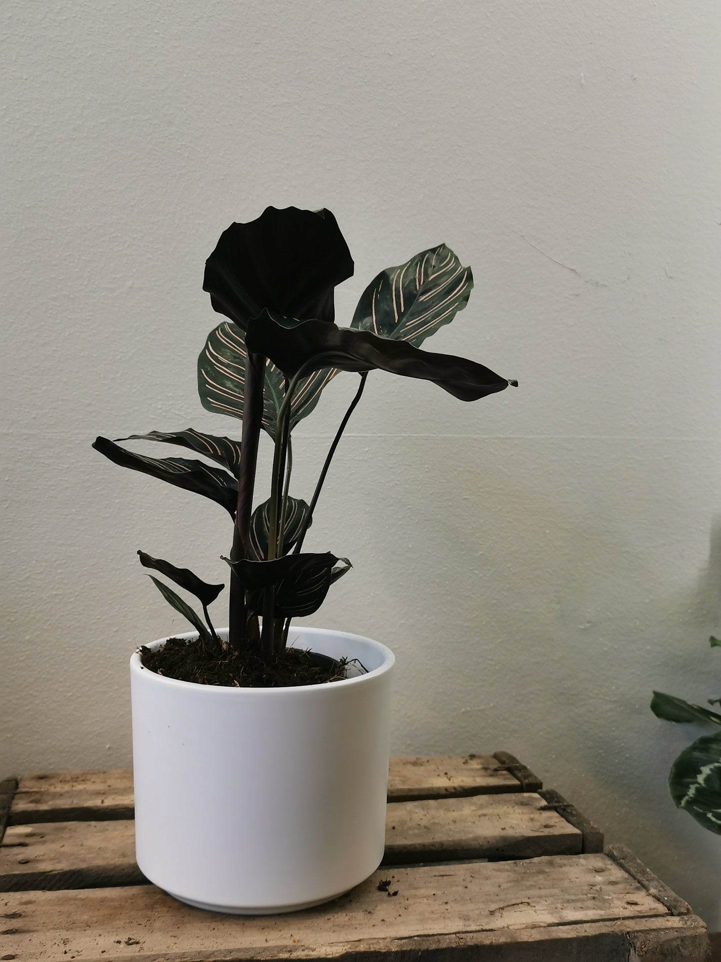 Calathea Sanderiana - De Plantrekkers - De Plantrekkers