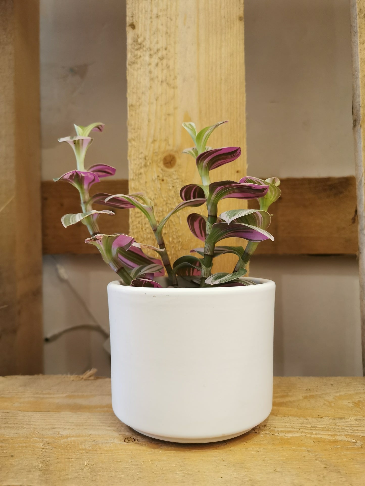 Tradescantia 'Nanouk' - De Plantrekkers - De Plantrekkers