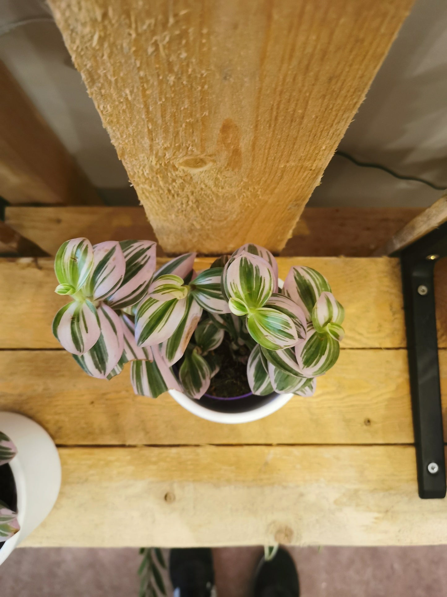 Tradescantia 'Nanouk' - De Plantrekkers - De Plantrekkers