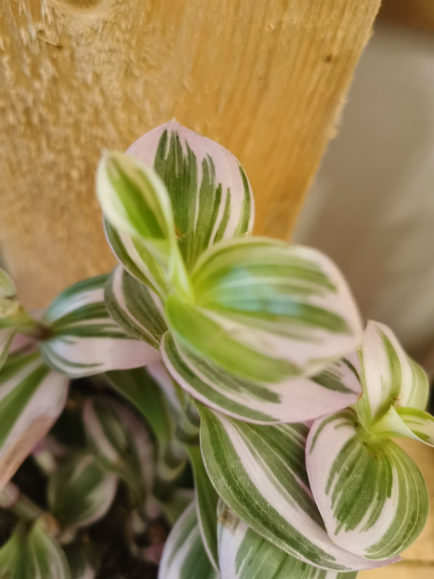 Tradescantia 'Nanouk' - De Plantrekkers - De Plantrekkers