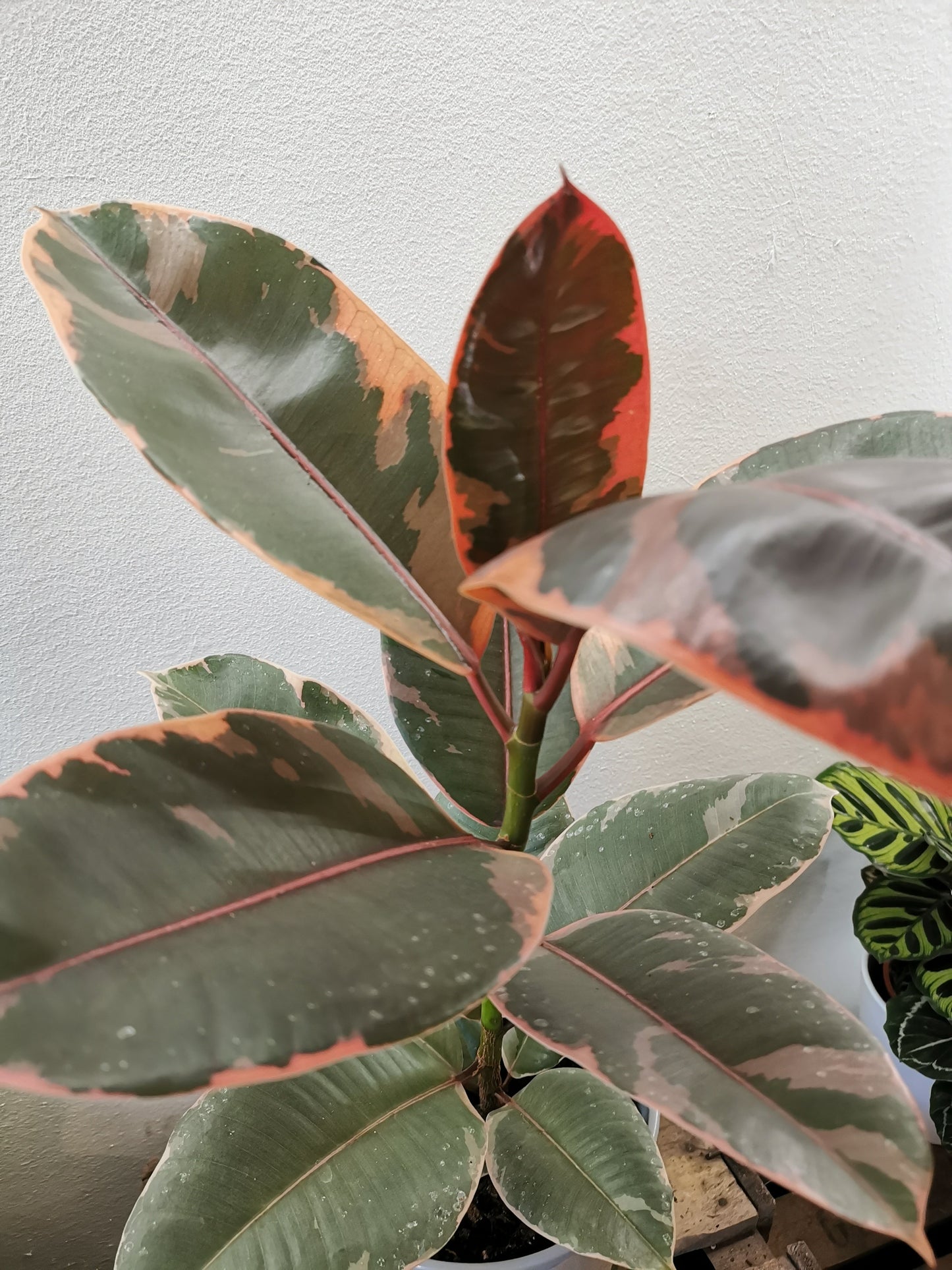 Ficus Elastica 'Belize' - De Plantrekkers - De Plantrekkers