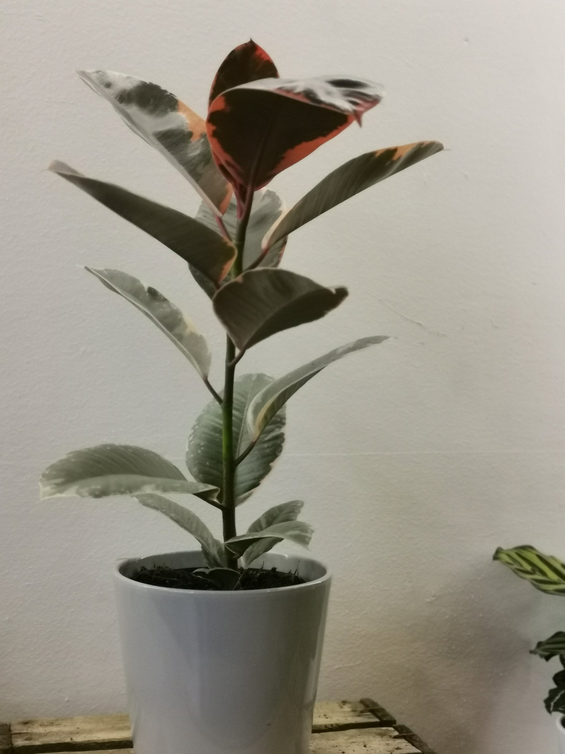 Ficus Elastica 'Belize' - De Plantrekkers  - De Plantrekkers