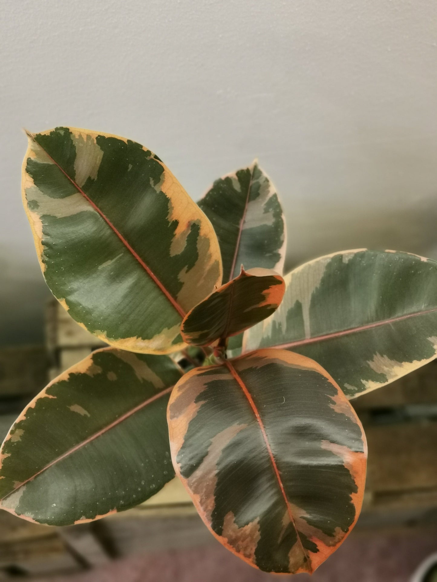 Ficus Elastica 'Belize' - De Plantrekkers - De Plantrekkers