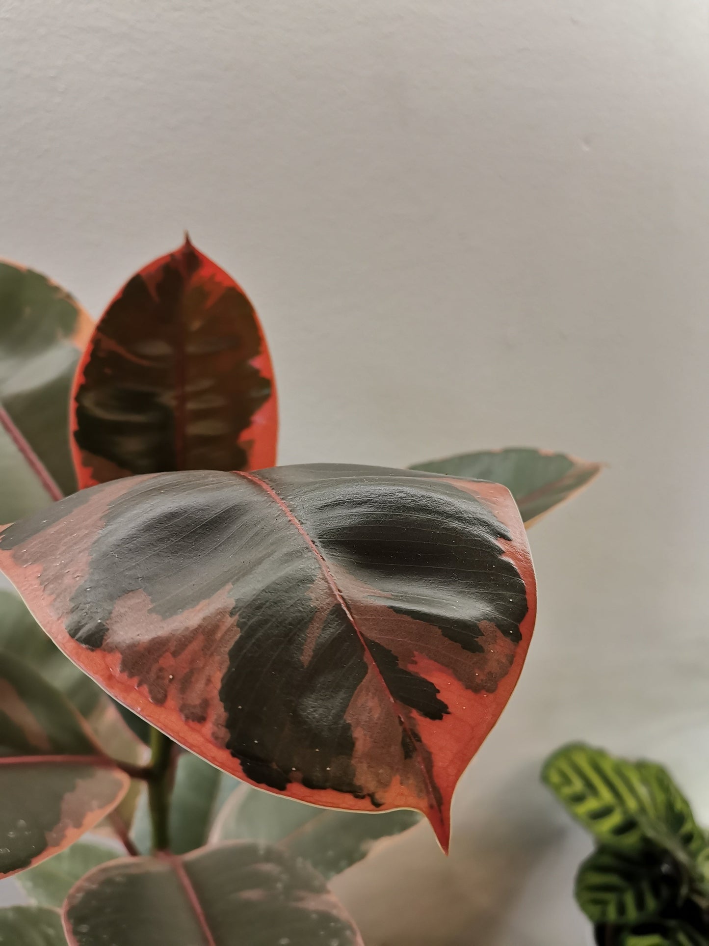 Ficus Elastica 'Belize' - De Plantrekkers - De Plantrekkers