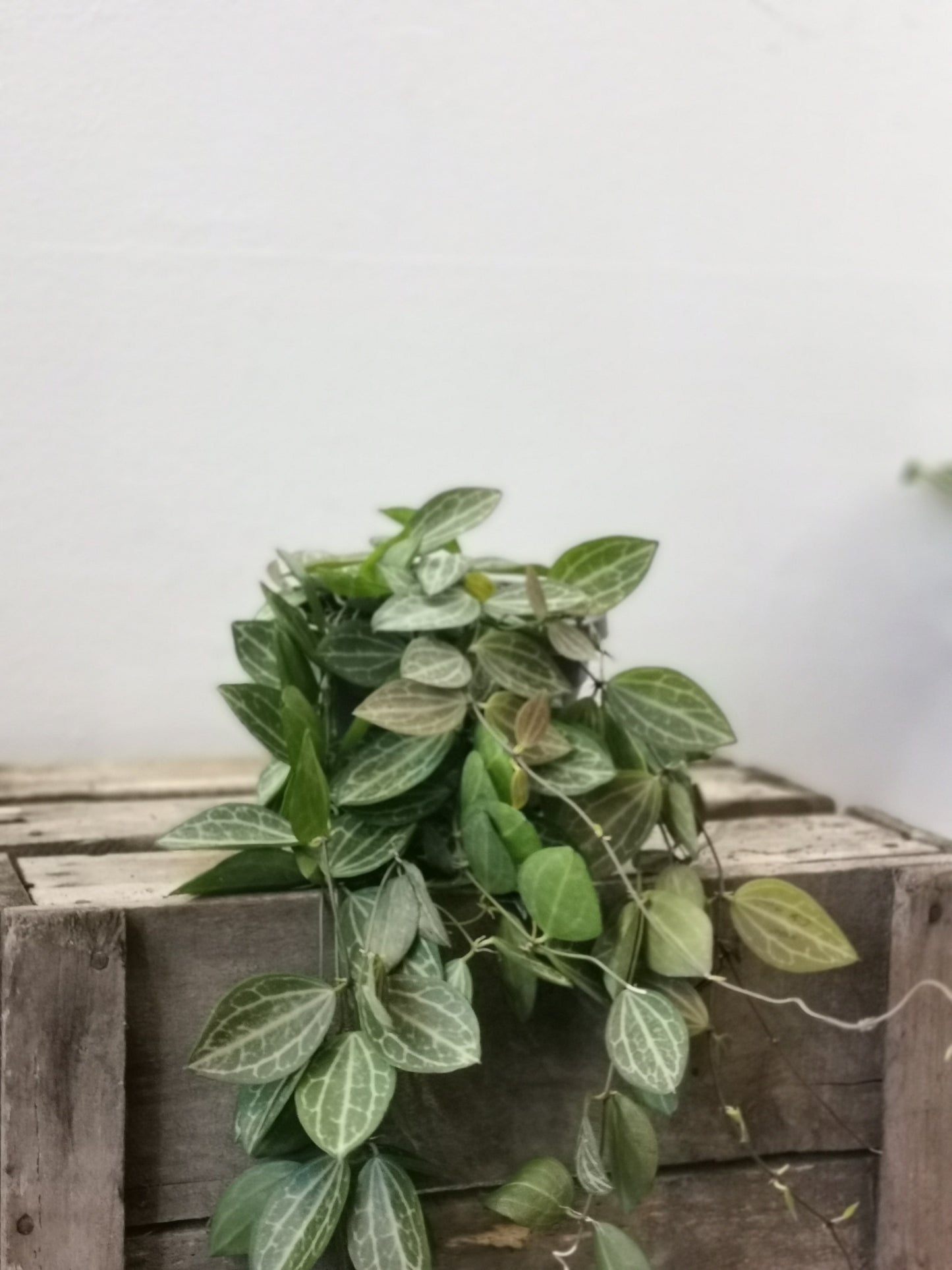 Dischidia Ovata - De Plantrekkers - De Plantrekkers