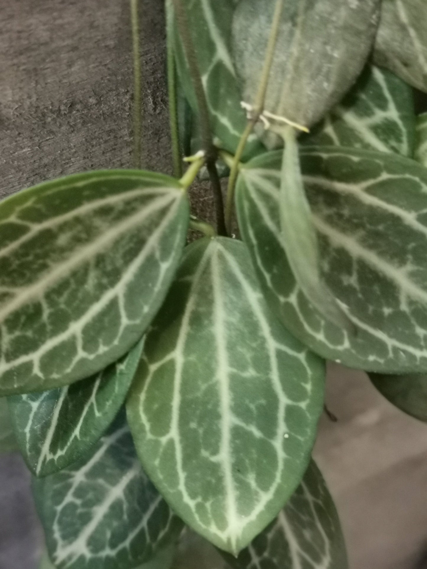 Dischidia Ovata - De Plantrekkers - De Plantrekkers
