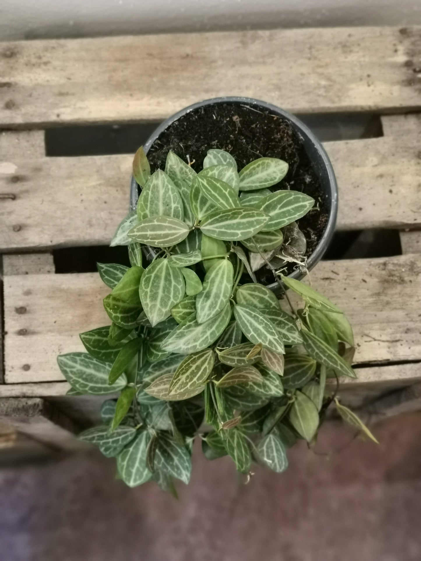 Dischidia Ovata - De Plantrekkers - De Plantrekkers
