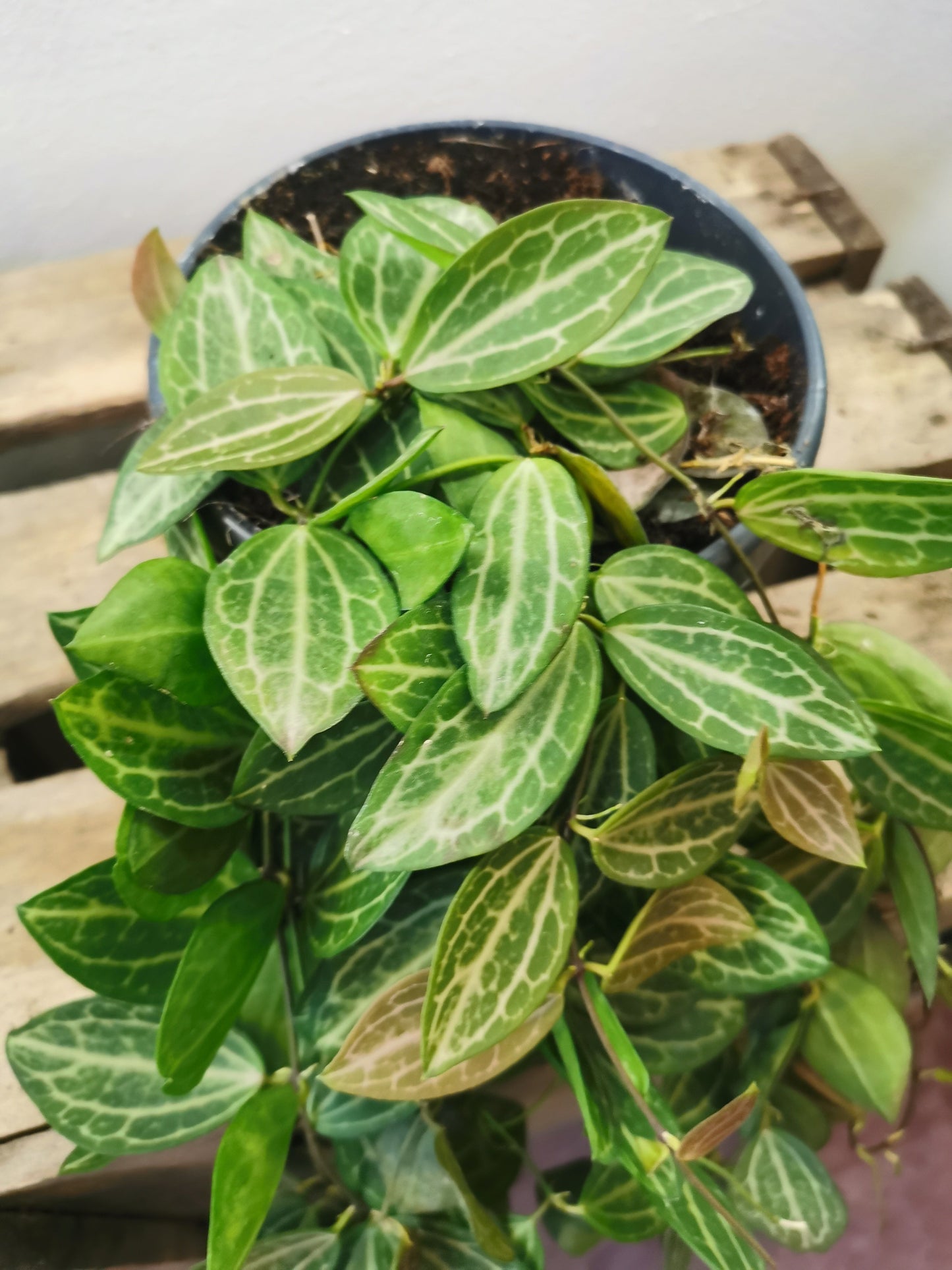 Dischidia Ovata - De Plantrekkers - De Plantrekkers