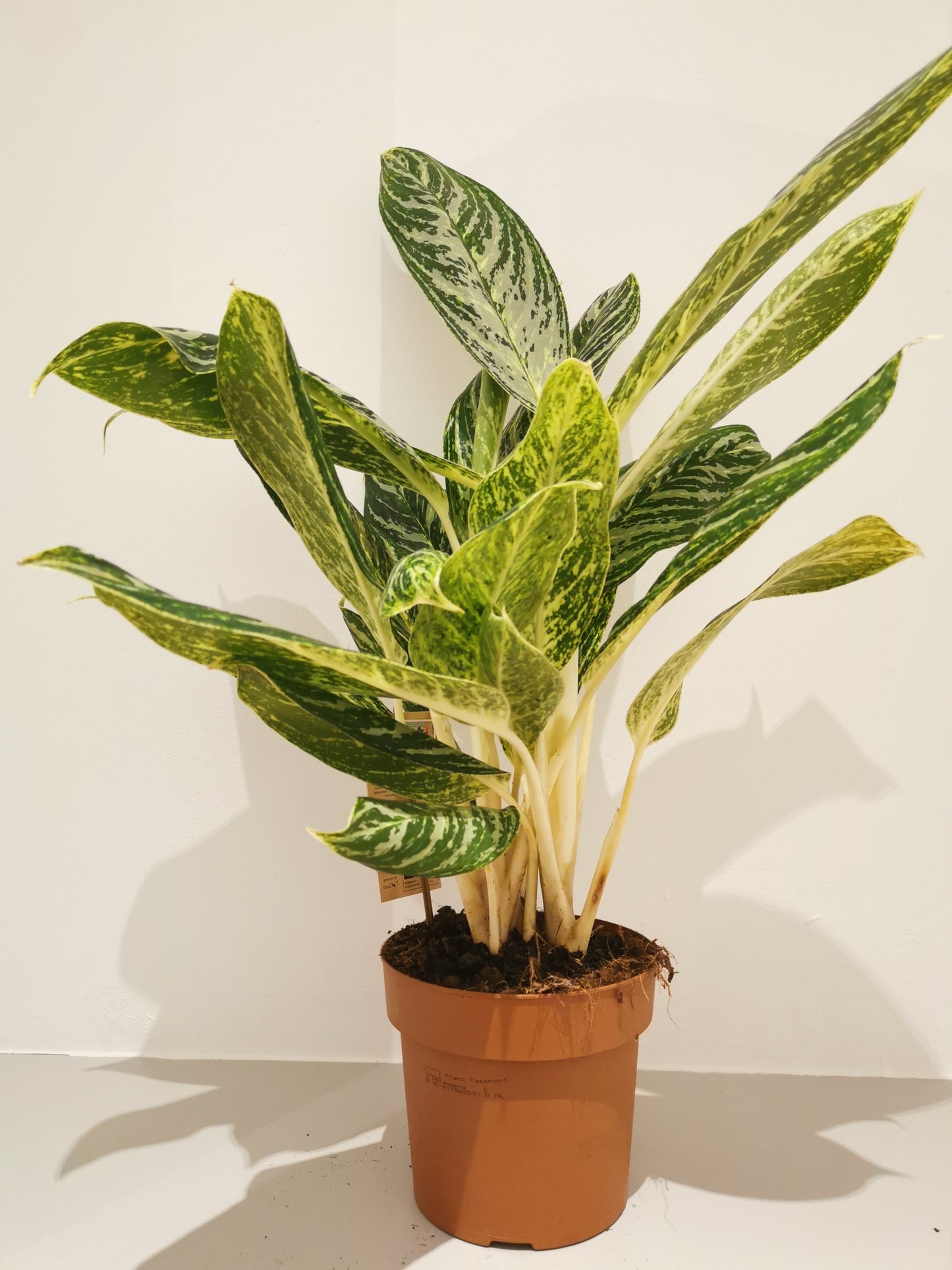 Aglaonema Golden Madonna - De Plantrekkers - De Plantrekkers