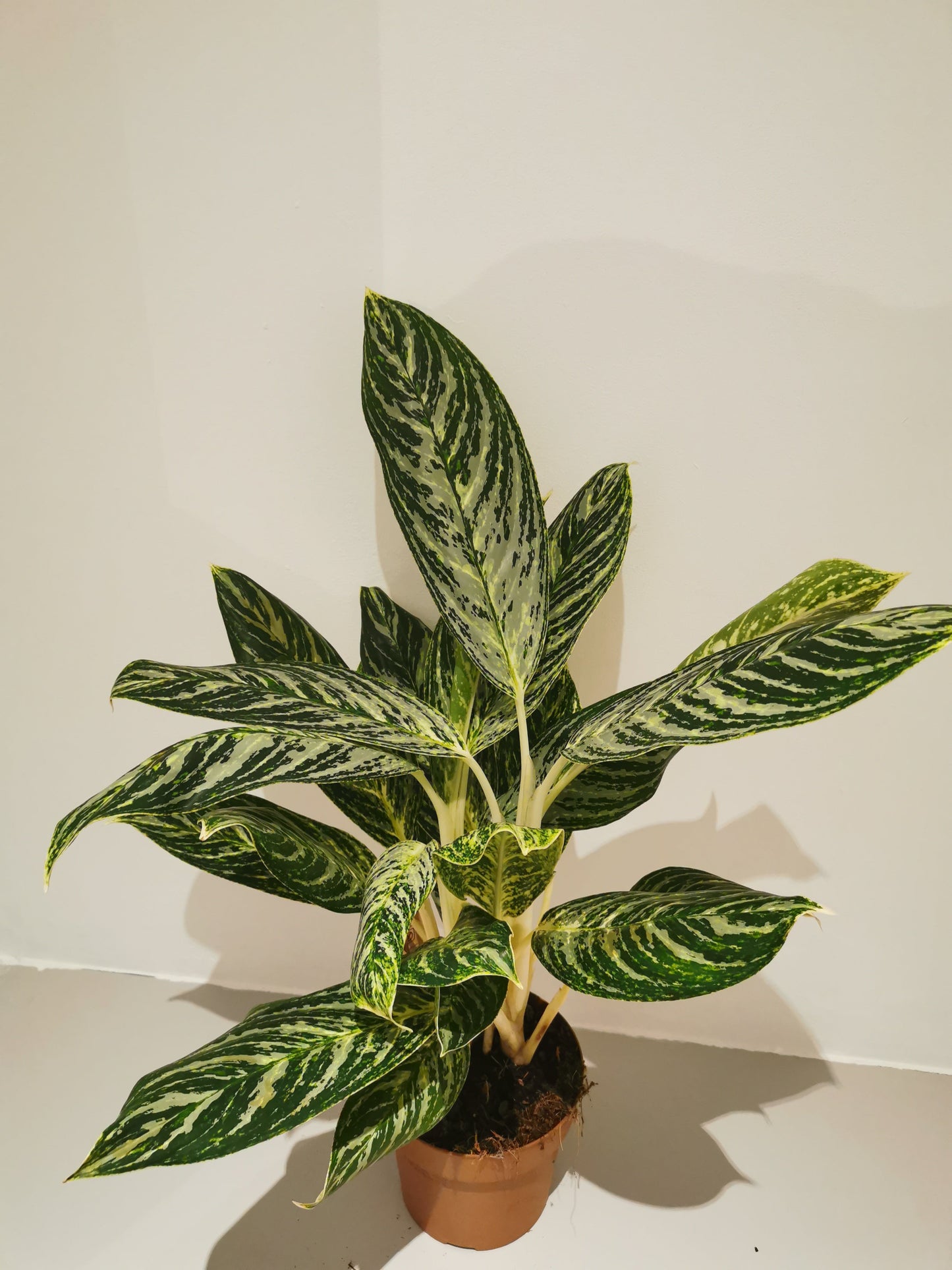 Aglaonema Golden Madonna - De Plantrekkers - De Plantrekkers