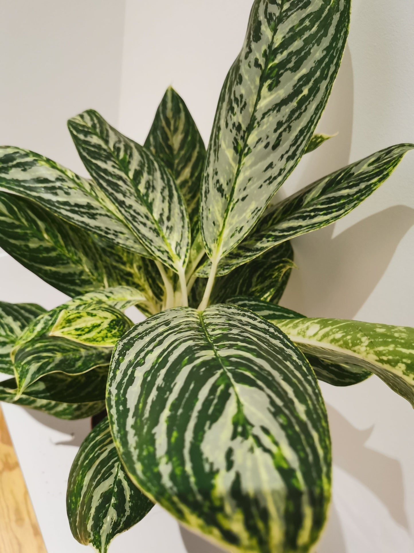 Aglaonema Golden Madonna - De Plantrekkers - De Plantrekkers