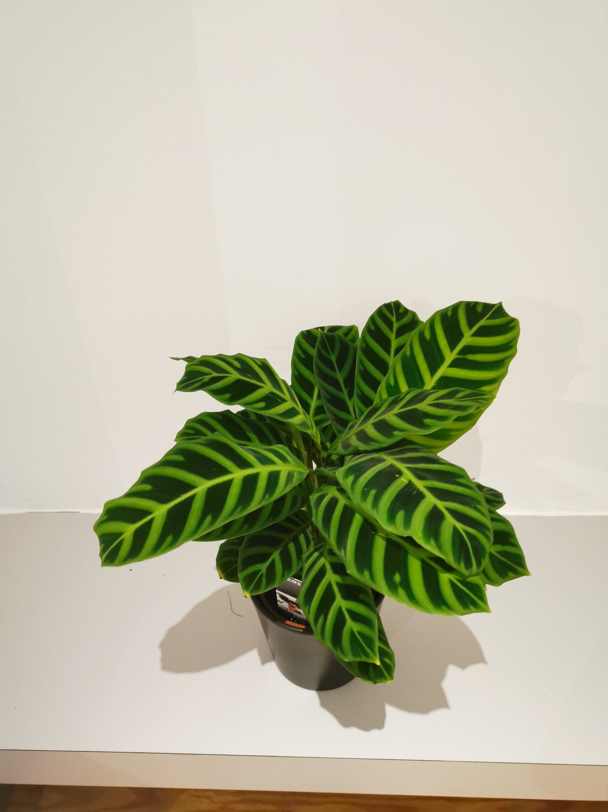 Calathea Zebrina - De Plantrekkers  - De Plantrekkers