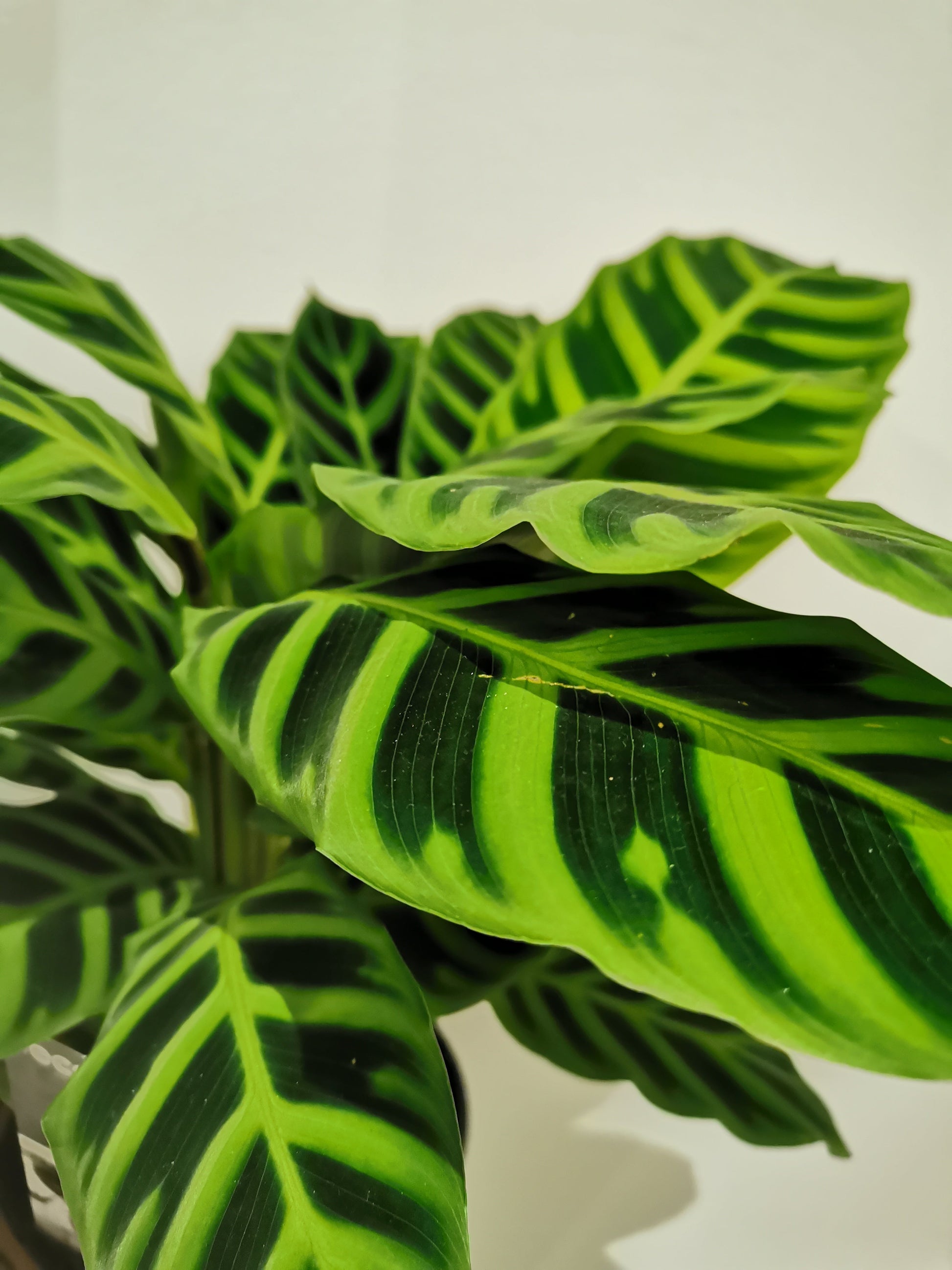 Calathea Zebrina - De Plantrekkers  - De Plantrekkers