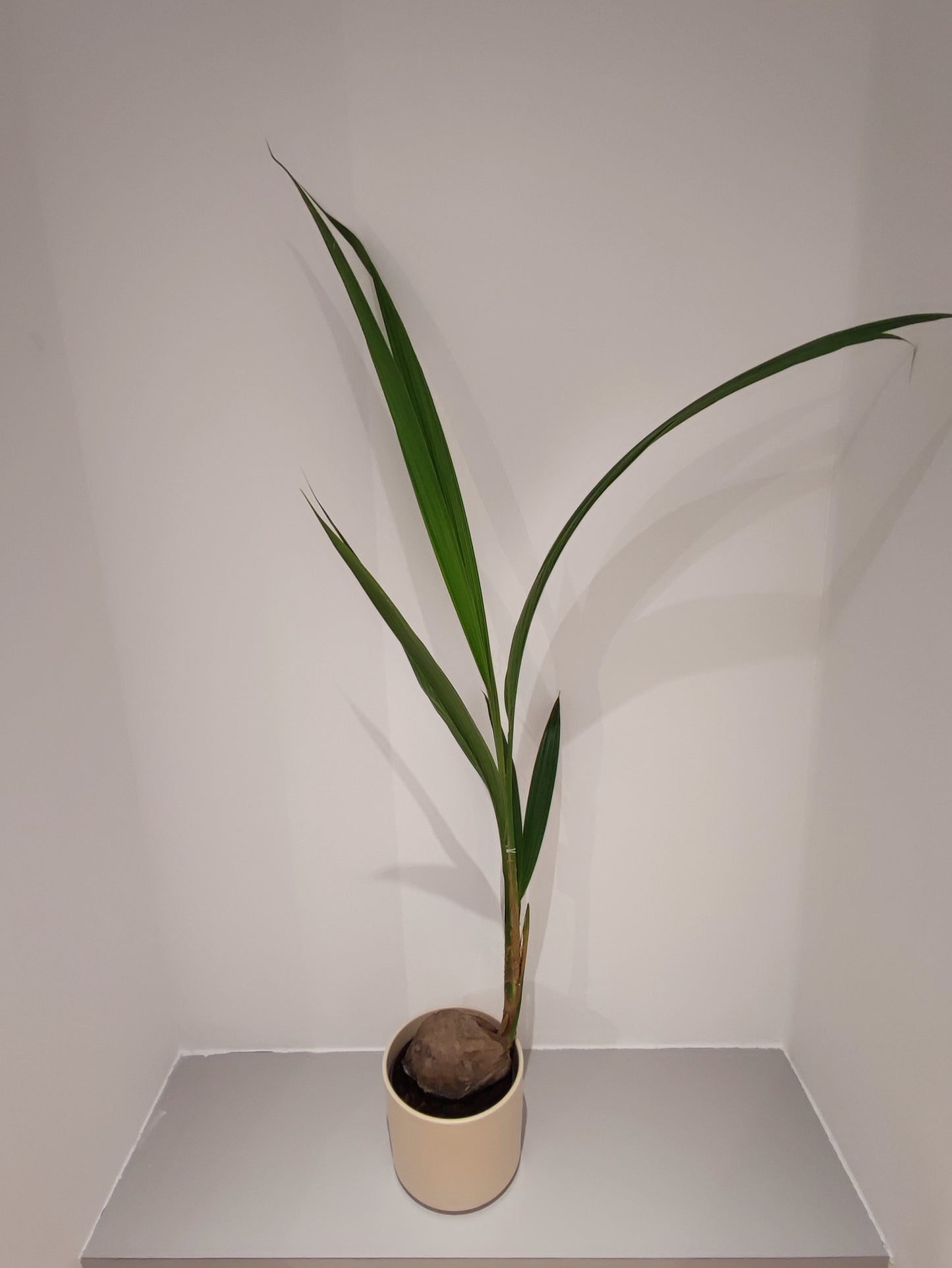 Cocos Nucifera - De Plantrekkers - De Plantrekkers