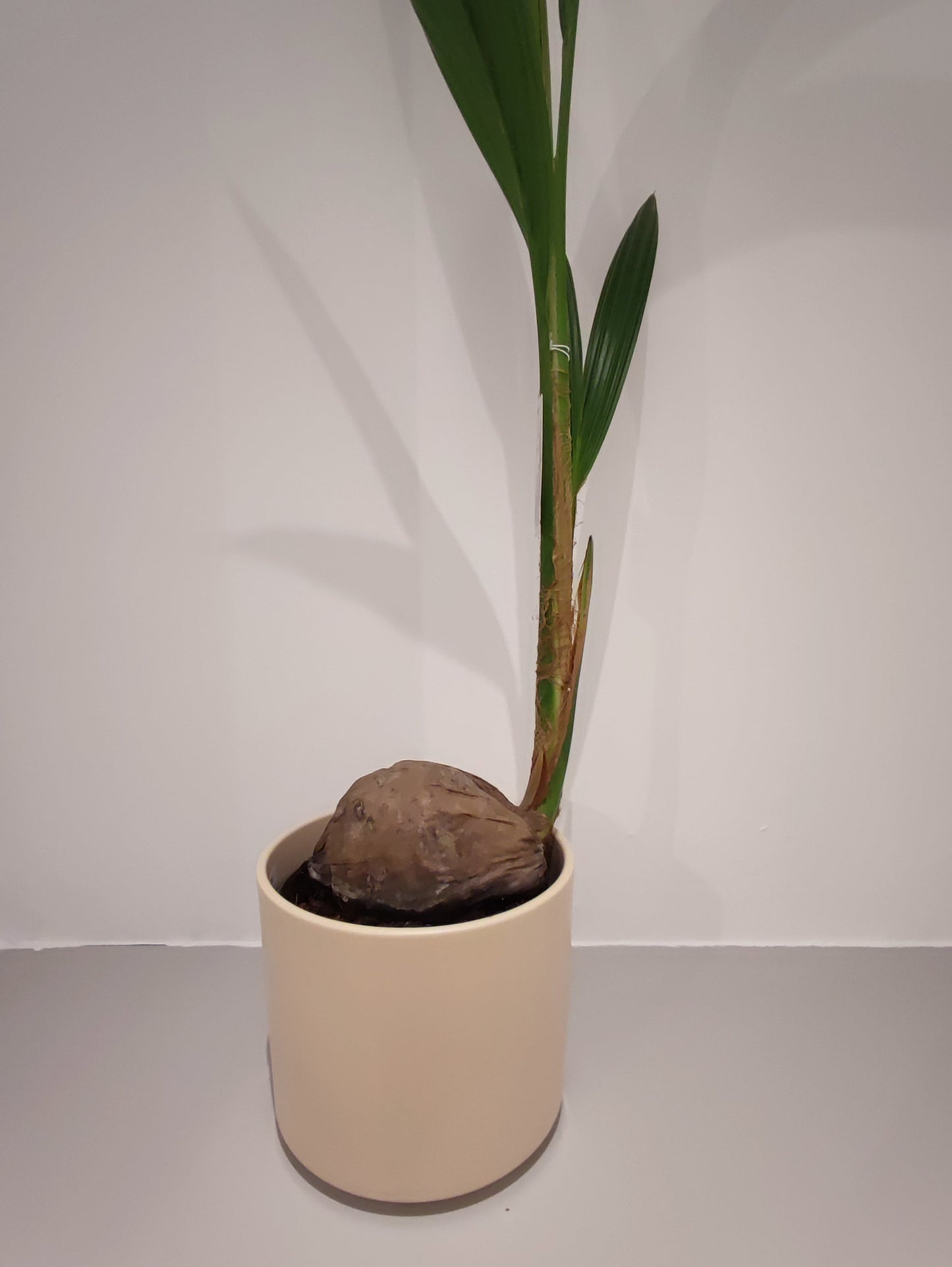 Cocos Nucifera - De Plantrekkers - De Plantrekkers