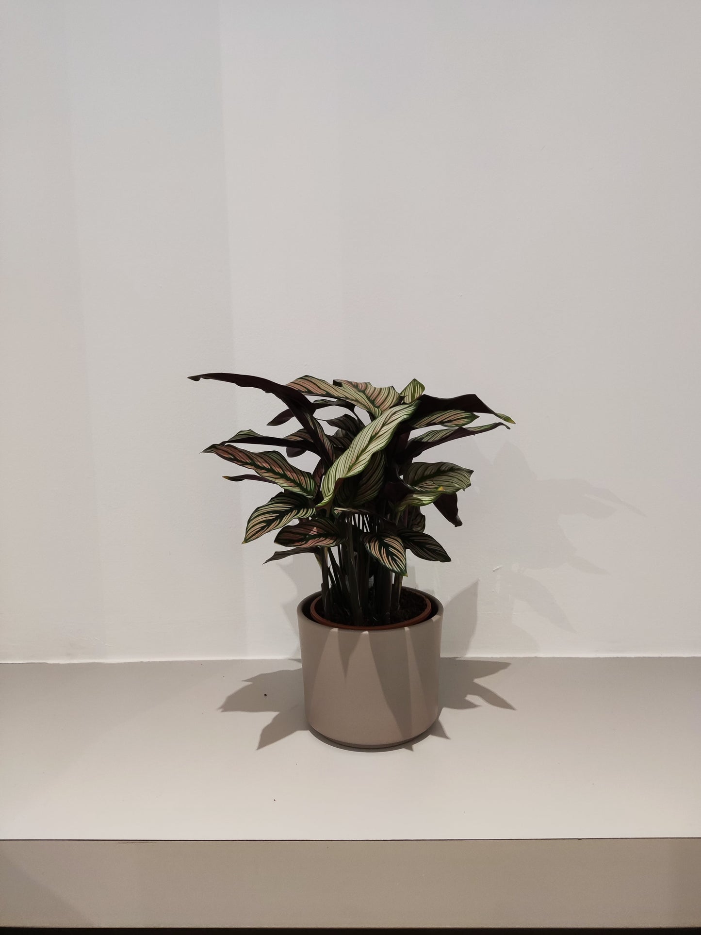 Calathea White Star - De Plantrekkers - De Plantrekkers