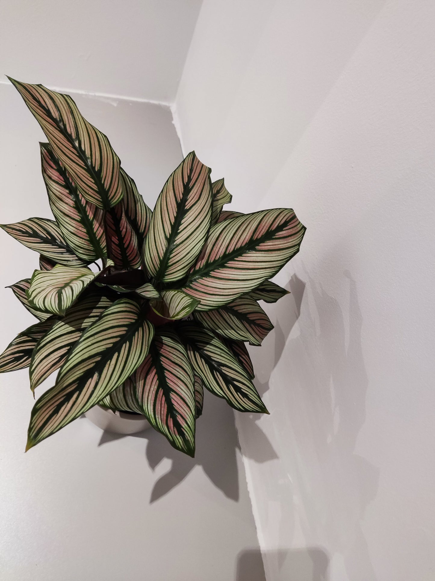 Calathea White Star - De Plantrekkers - De Plantrekkers