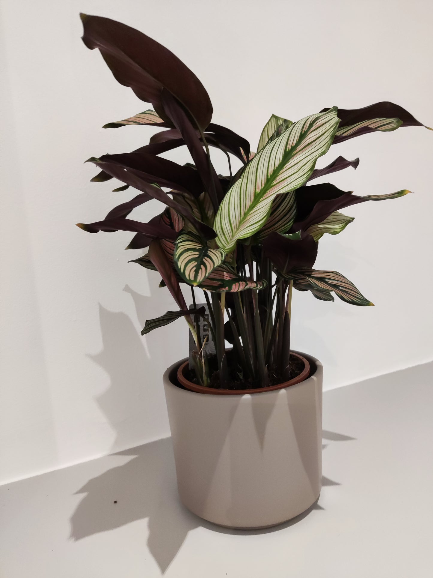Calathea White Star - De Plantrekkers - De Plantrekkers