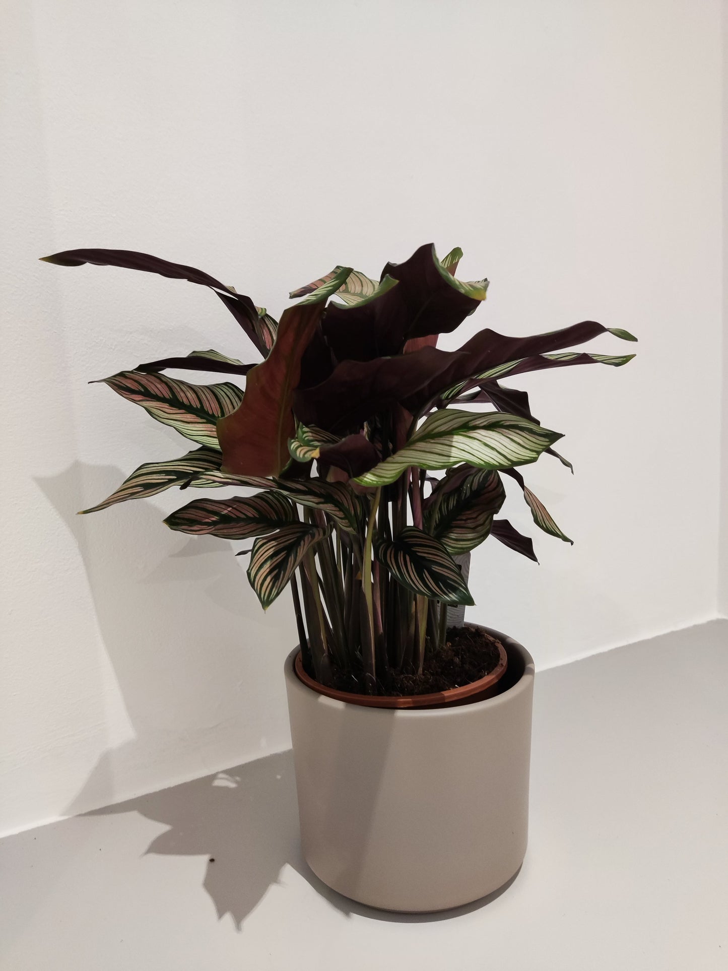 Calathea White Star - De Plantrekkers - De Plantrekkers