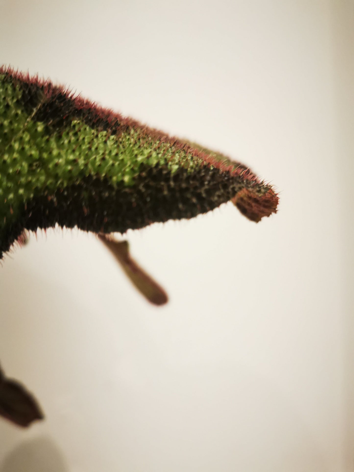 Begonia Masoniana 'Rock' - De Plantrekkers - De Plantrekkers
