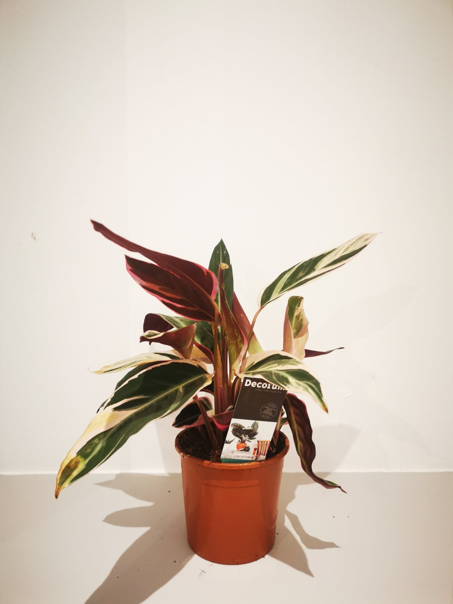 Calathea Triostar - De Plantrekkers - De Plantrekkers