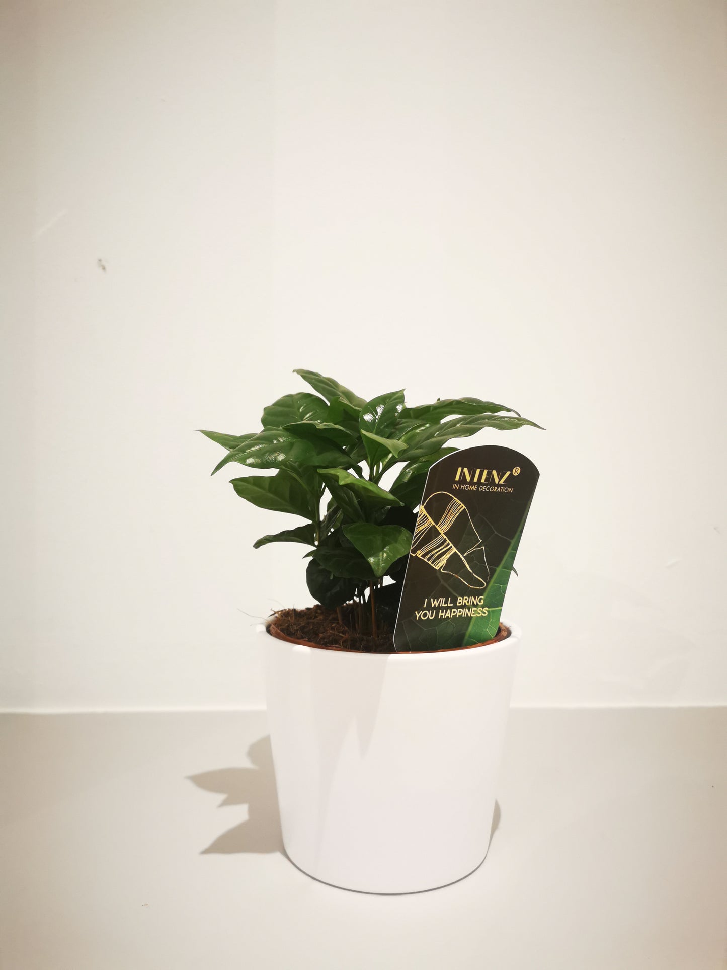 Coffea Arabica - De Plantrekkers - De Plantrekkers