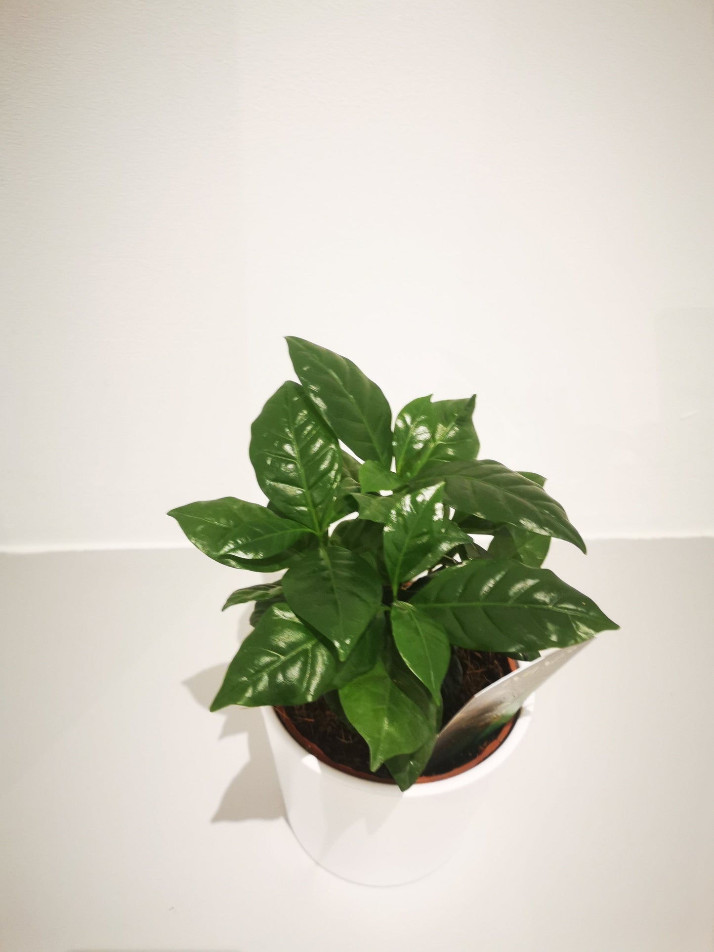 Coffea Arabica - De Plantrekkers - De Plantrekkers
