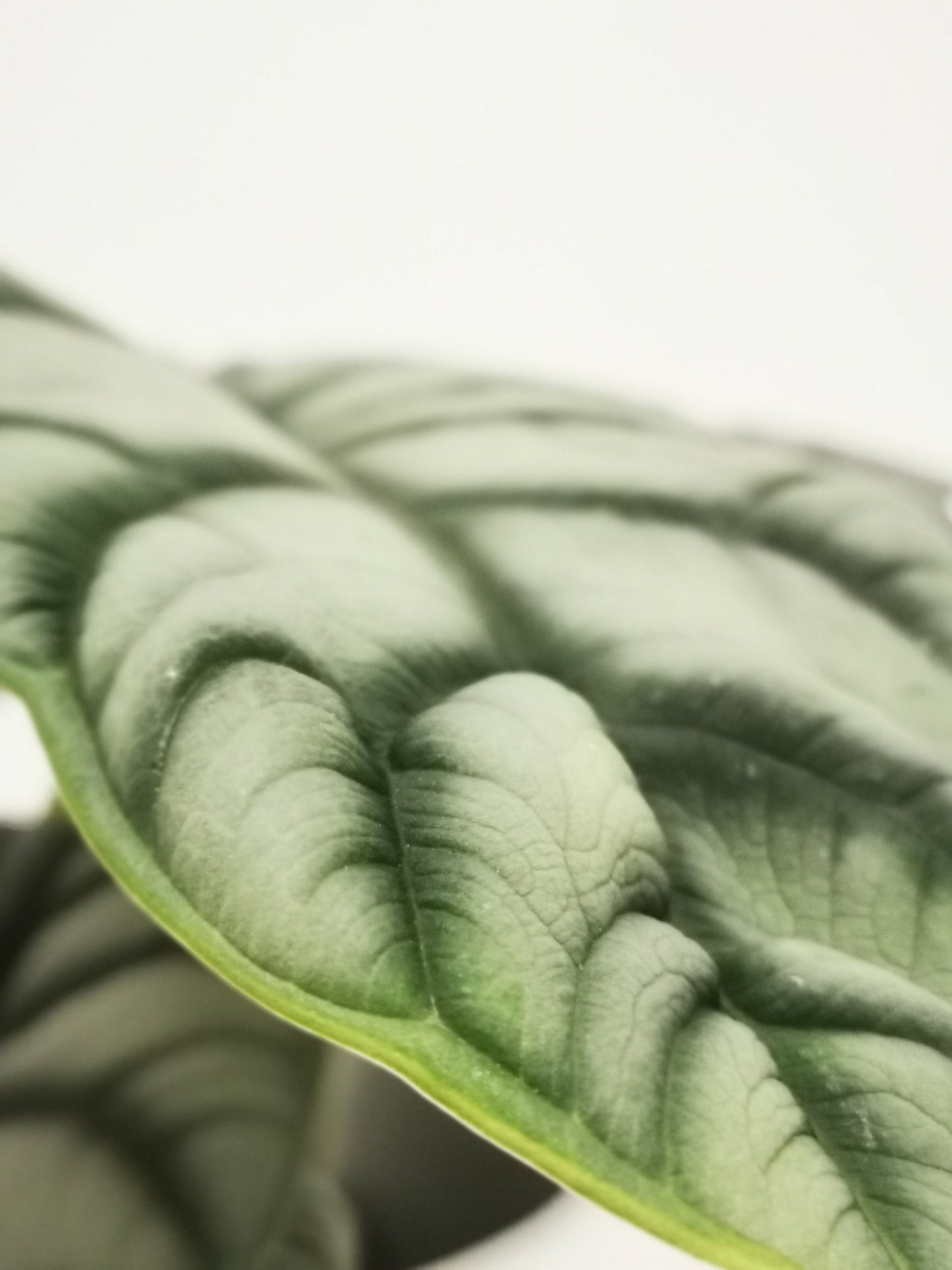 Alocasia Silver Dragon - De Plantrekkers - De Plantrekkers