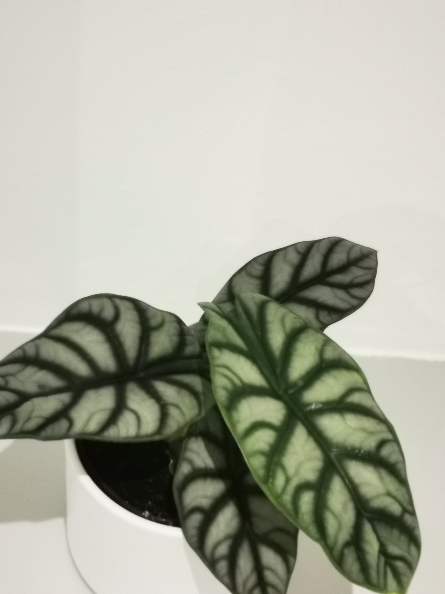 Alocasia Silver Dragon - De Plantrekkers - De Plantrekkers