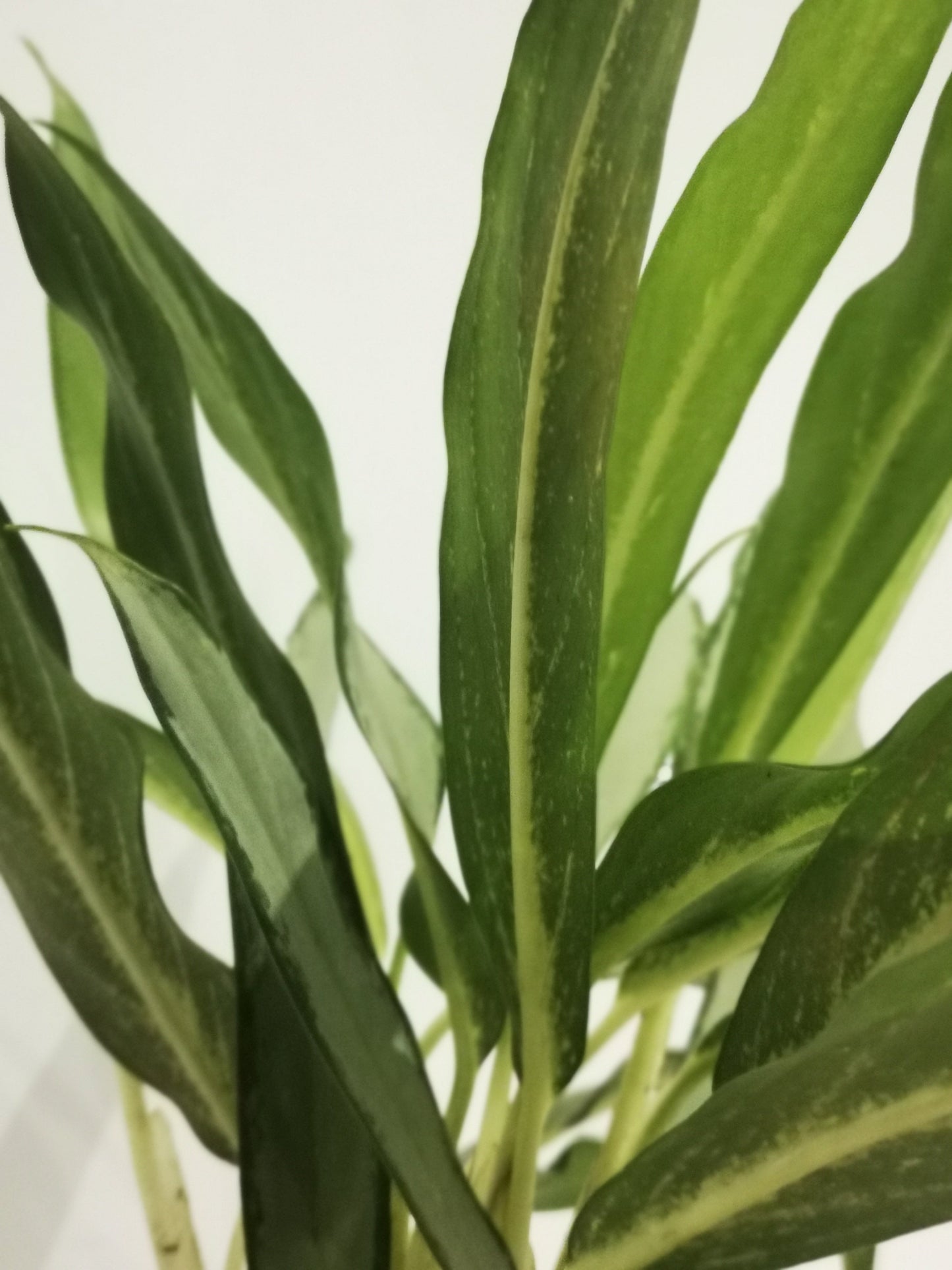 Aglaonema White Lance - De Plantrekkers - De Plantrekkers