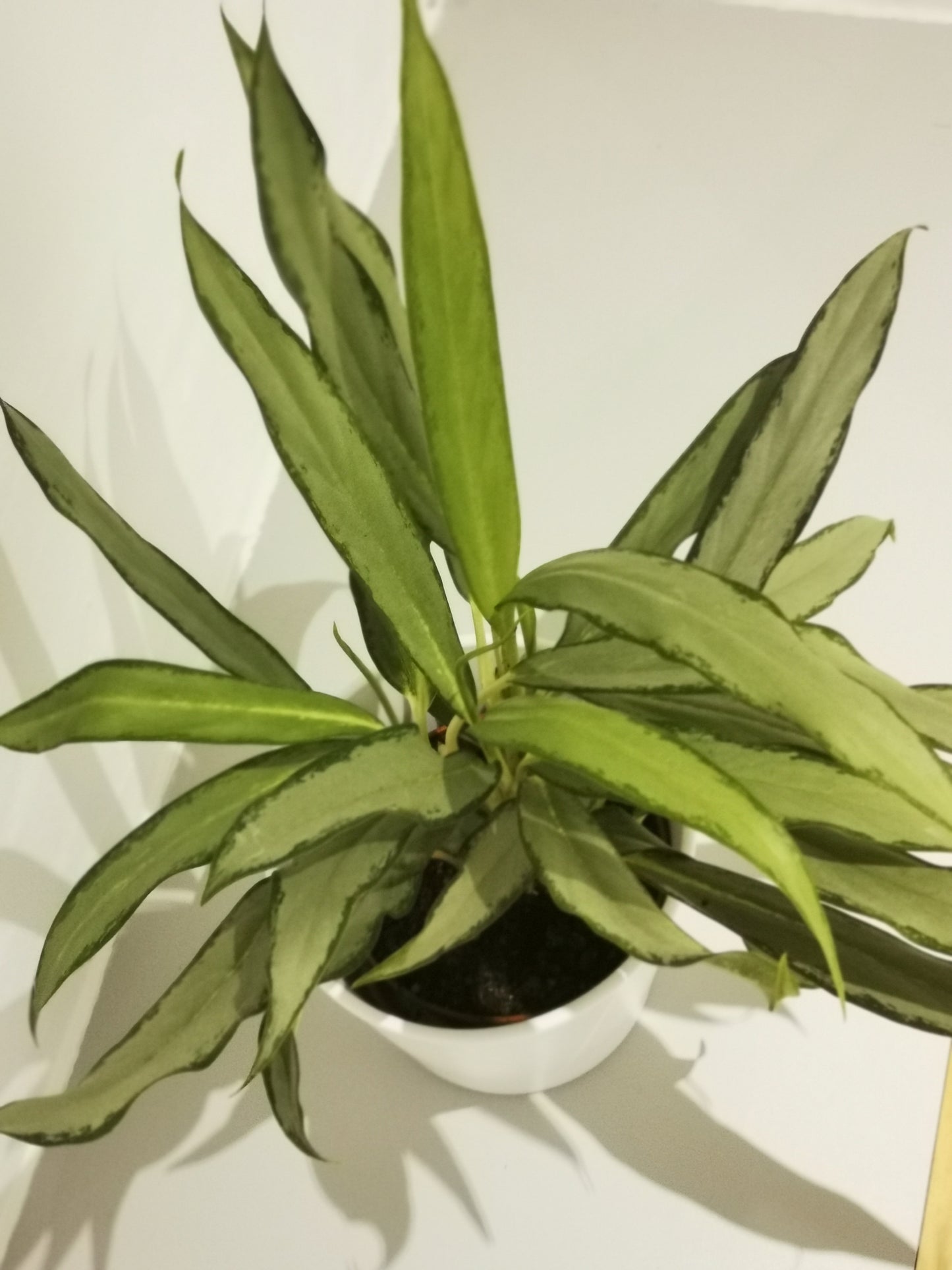 Aglaonema White Lance - De Plantrekkers - De Plantrekkers