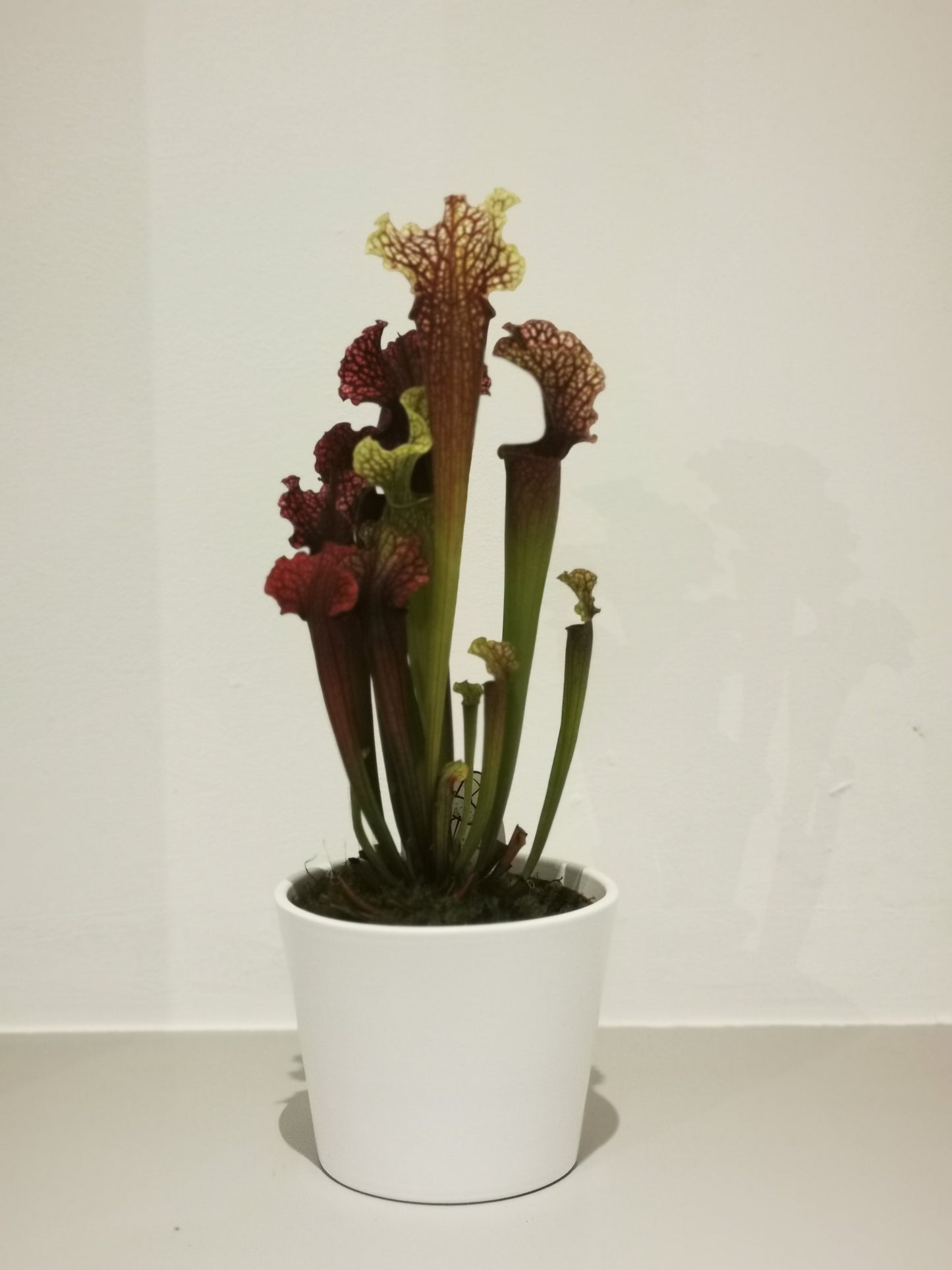 Sarracenia - De Plantrekkers - De Plantrekkers