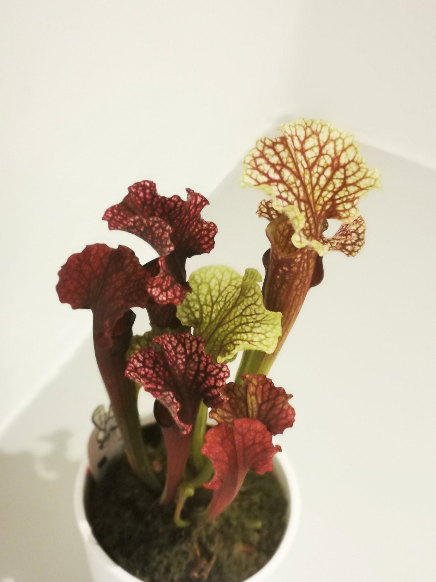 Sarracenia - De Plantrekkers - De Plantrekkers