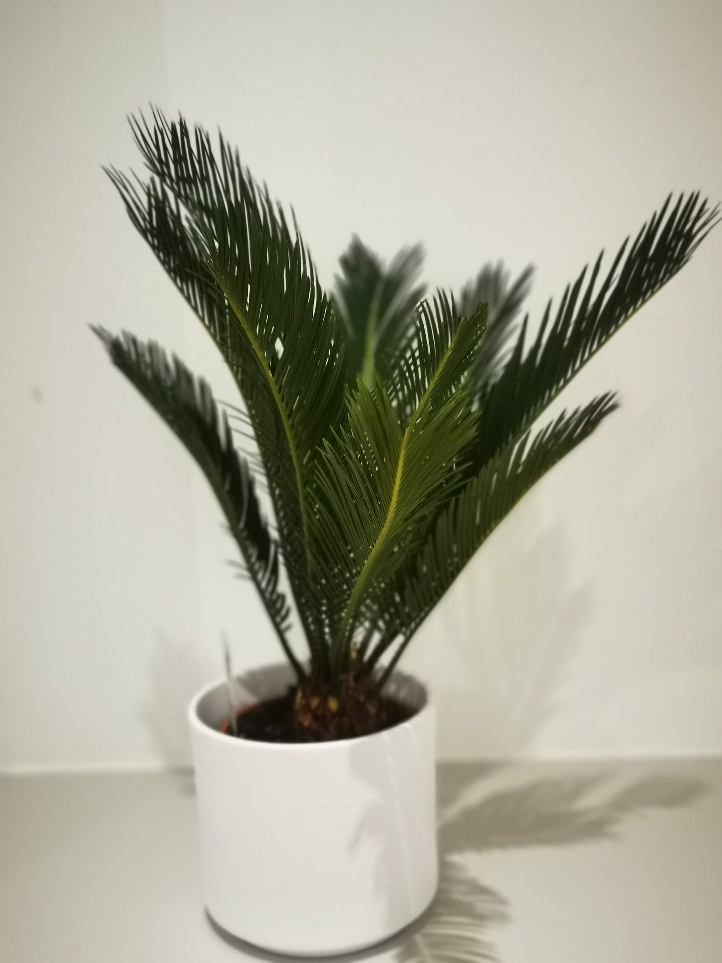 Cycas Revoluta - De Plantrekkers - De Plantrekkers