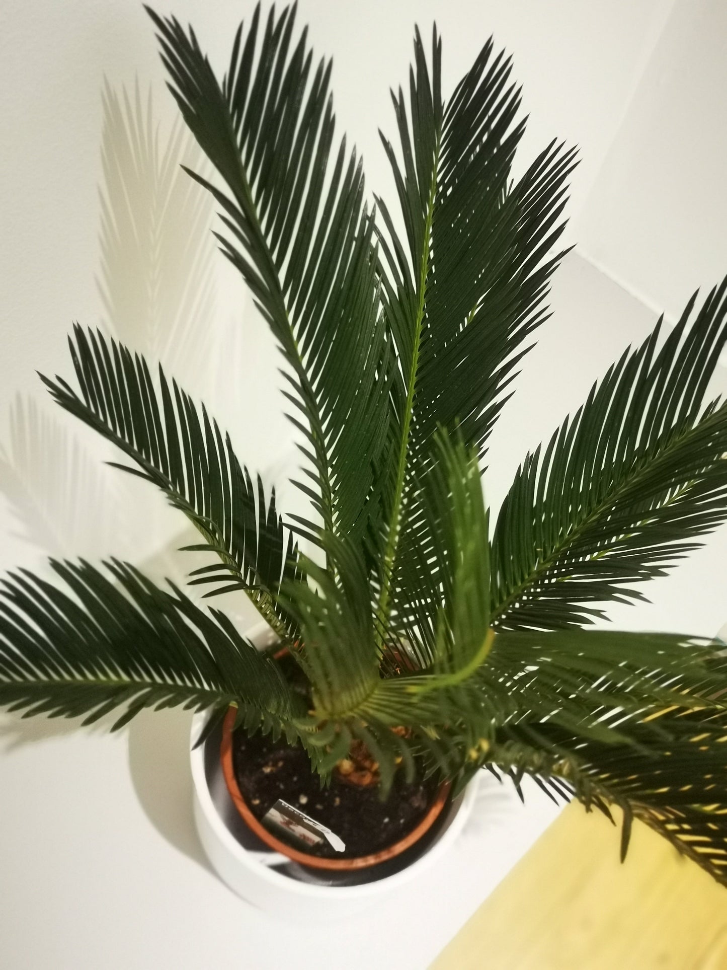 Cycas Revoluta - De Plantrekkers - De Plantrekkers
