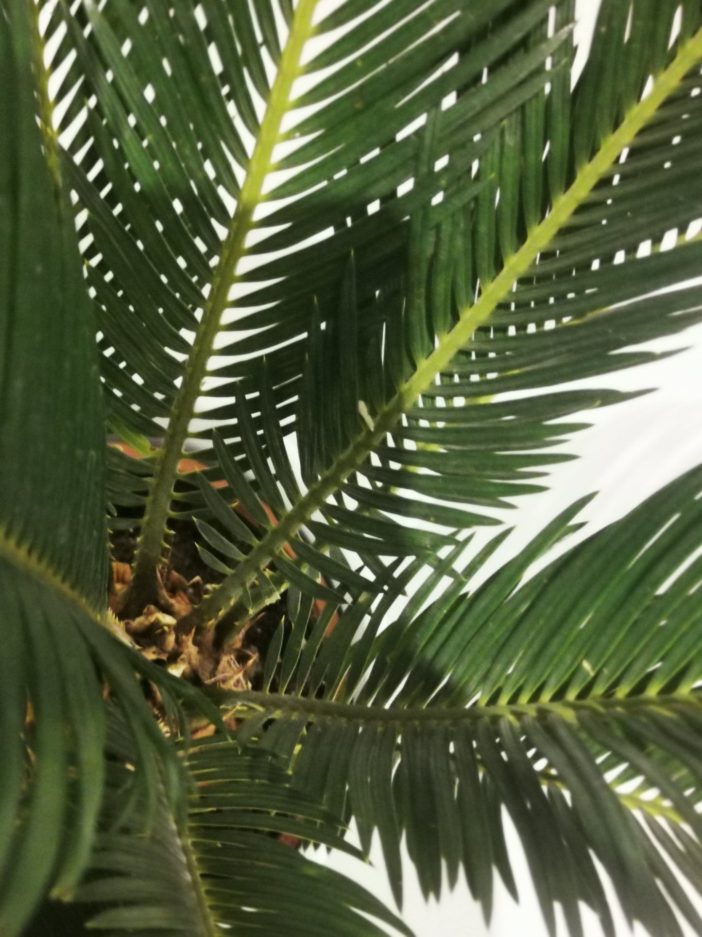 Cycas Revoluta - De Plantrekkers - De Plantrekkers