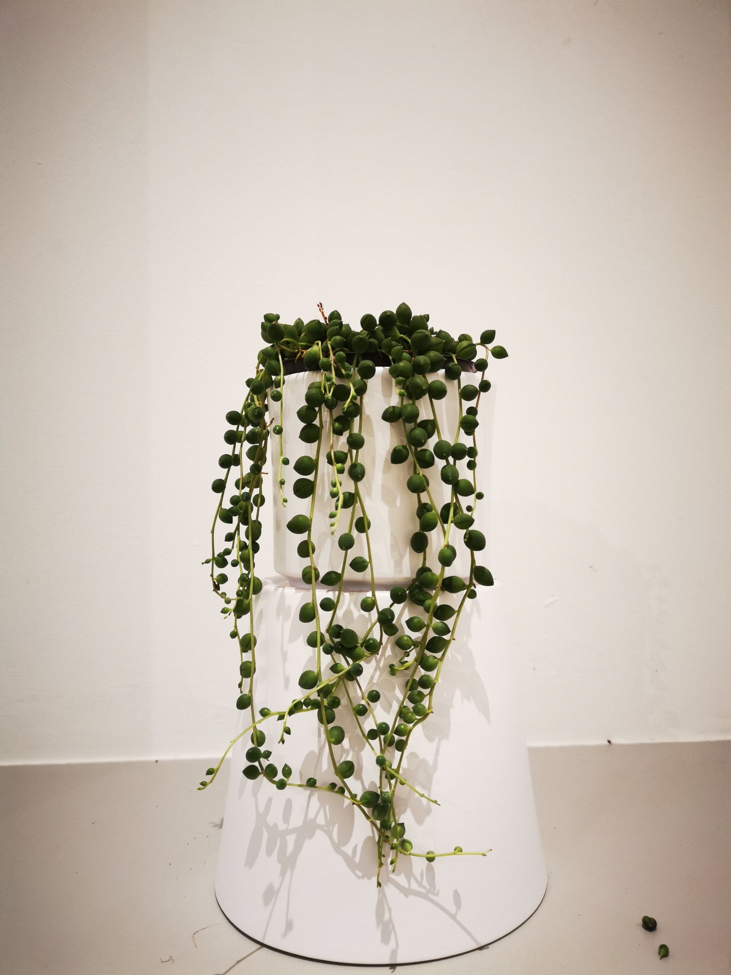 Senecio Rowleyanus 'Erwtenplant' - De Plantrekkers - De Plantrekkers