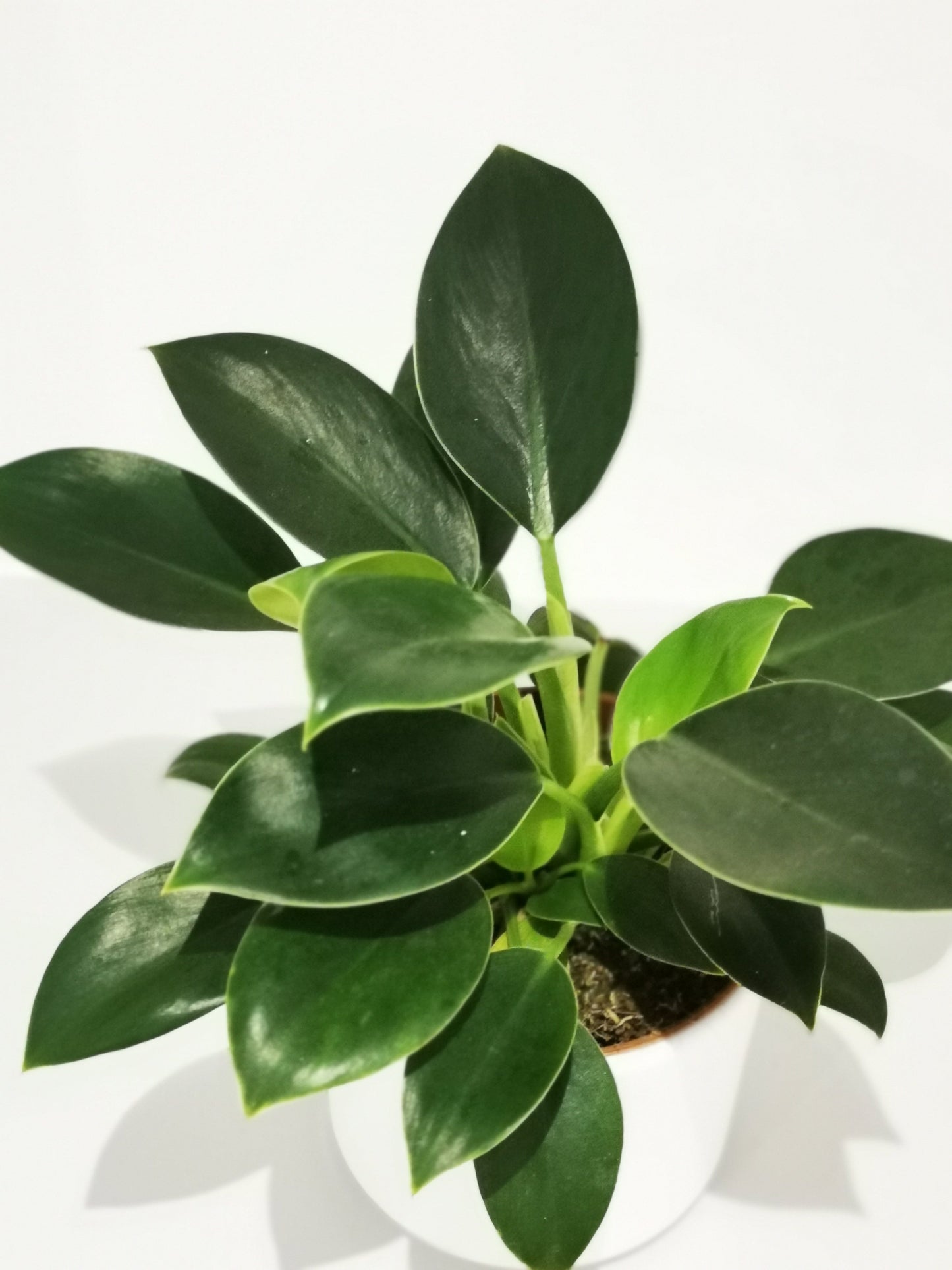 Philodendron 'Green Princess' - De Plantrekkers - De Plantrekkers