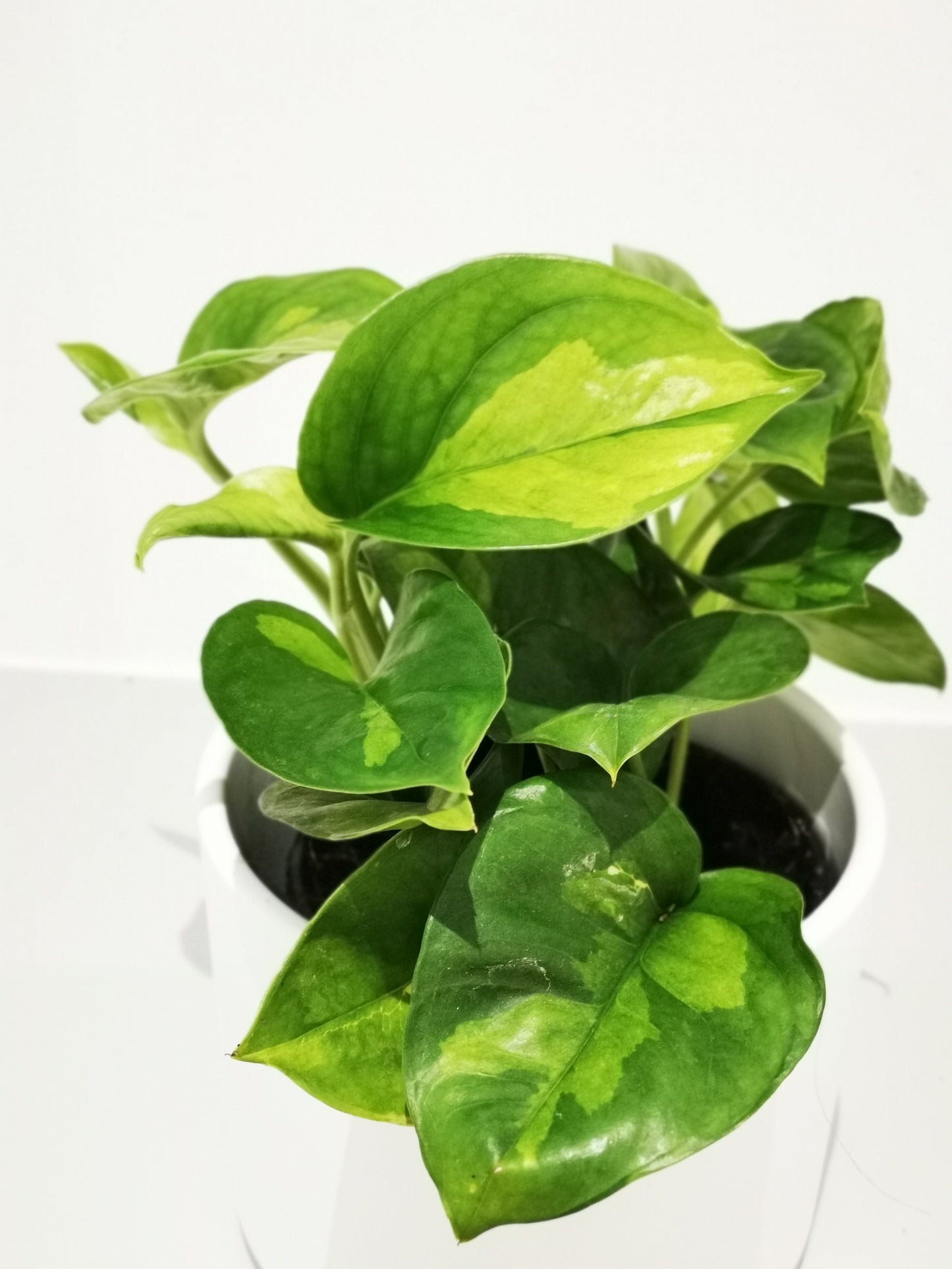 Epipremnum pinnatum 'Global Green' - De Plantrekkers - De Plantrekkers