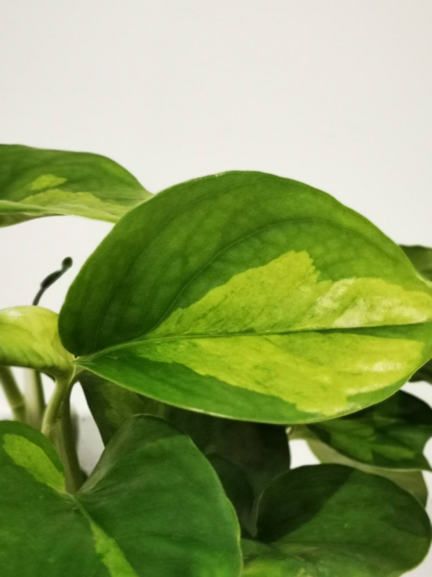 Epipremnum pinnatum 'Global Green' - De Plantrekkers - De Plantrekkers