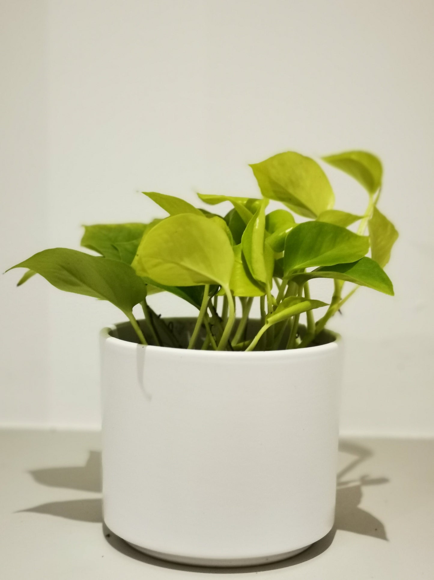 Epipremnum 'Golden Pothos' - De Plantrekkers - De Plantrekkers