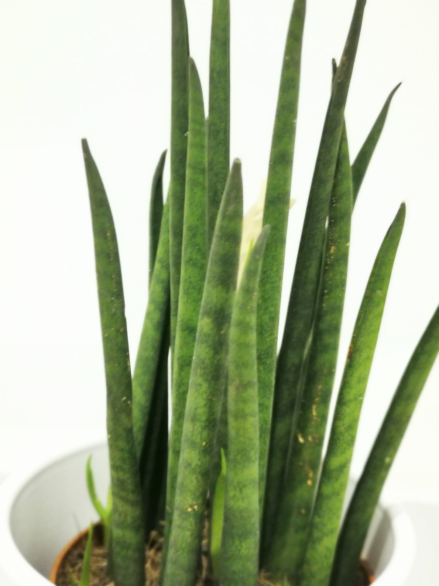 Sansevieria bacularis - De Plantrekkers - De Plantrekkers