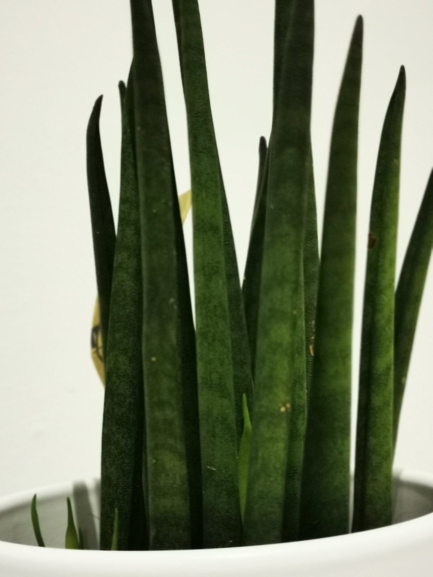 Sansevieria bacularis - De Plantrekkers - De Plantrekkers