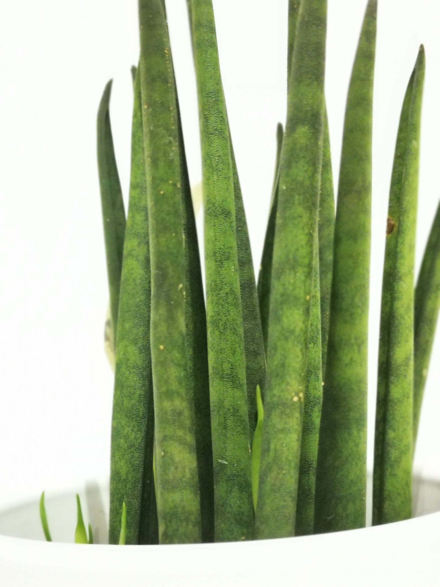 Sansevieria bacularis - De Plantrekkers - De Plantrekkers