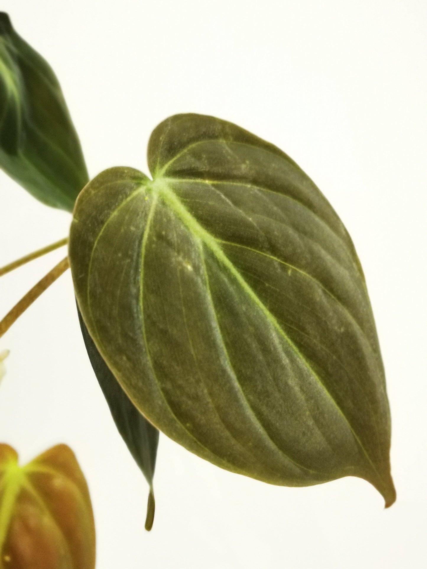 Philodendron scandens subsp. micans - De Plantrekkers - De Plantrekkers